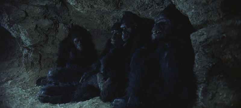8 2001 Monkeys Hiding At Night