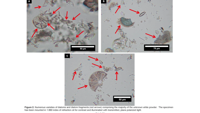 13 Diatoms